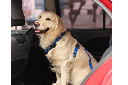 Transporter votre chien ou votre chat en voiture