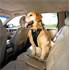 Harnais de sécurité pour chien voiture et marche Tru-Fit Smart KURGO taille L