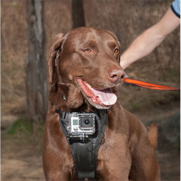 Harnai caméra chien sport taille S-L KURGO - Feu Vert