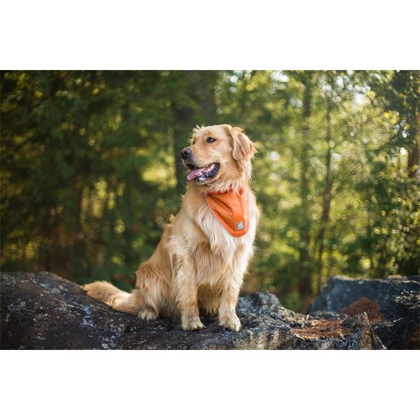 Bandana réfléchissant sécuritaire pour chien taille L-XL KURGO
