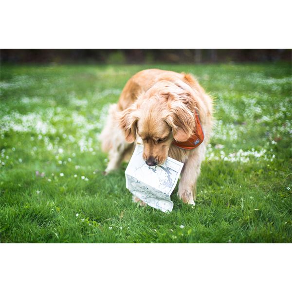 Bandana réfléchissant sécuritaire pour chien taille L-XL KURGO