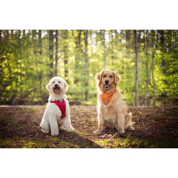 Bandana réfléchissant sécuritaire pour chien taille L-XL KURGO