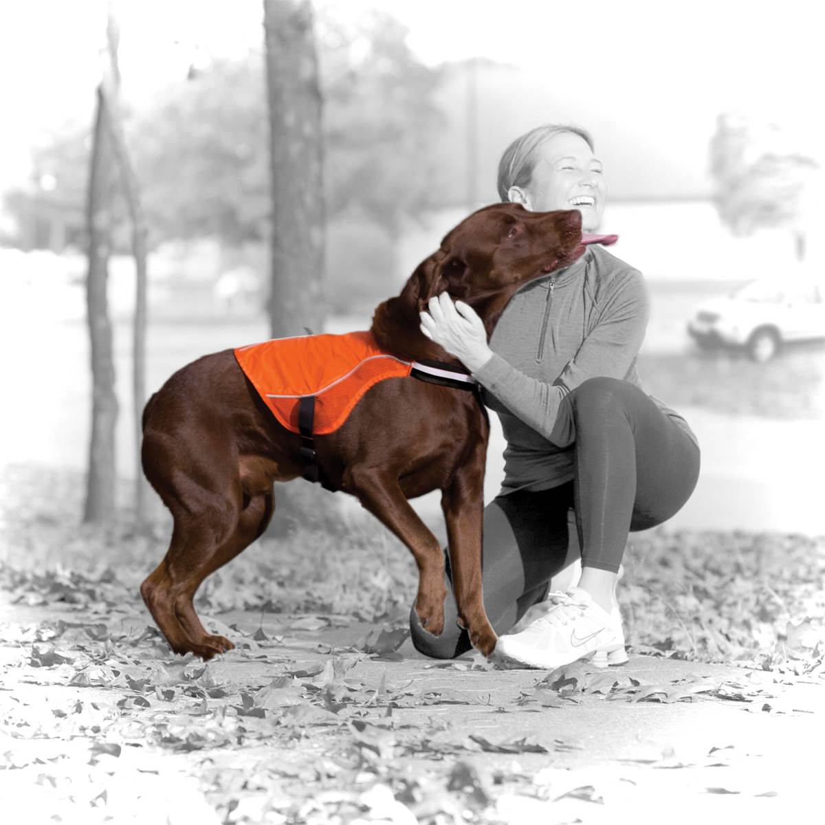 Veste Réfléchissante Sécuritaire Pour Chien Taille Xl Kurgo