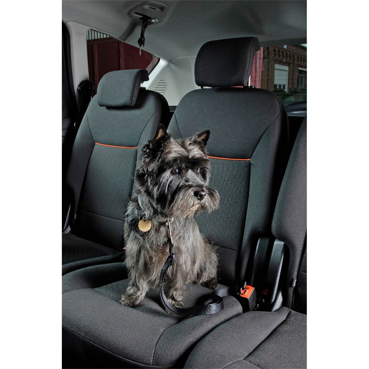Attache Ceinture Pour Animaux